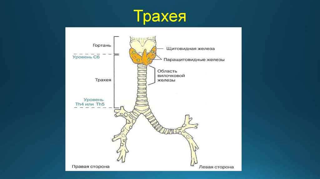 Трахея лошади фото