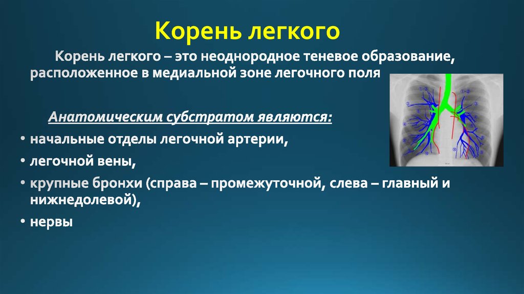 Анатомический субстрат легочного рисунка в норме это тест