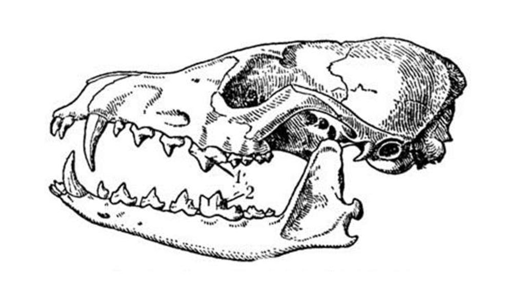 Если у животного имеется череп. Зубная система насекомоядных млекопитающих. Строение зубов насекомоядных млекопитающих. Зайцеобразные череп зубная формула. Зубная система хищных млекопитающих.