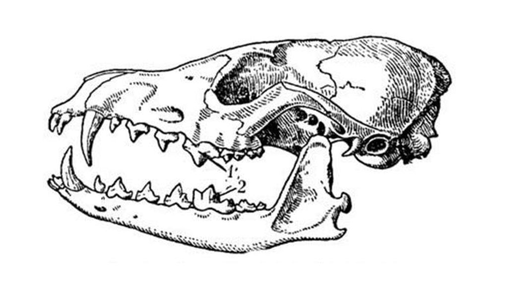 Челюсть собаки рисунок