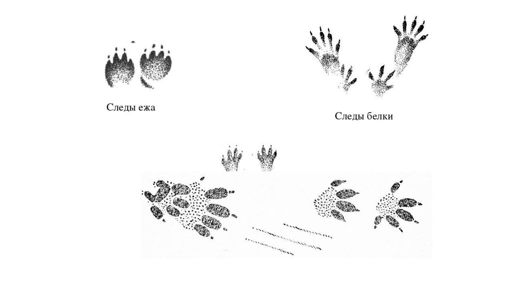 Следы ежика картинки для детей распечатать