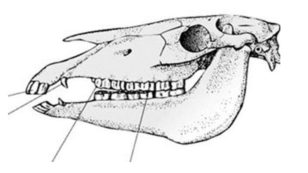 Гетеродонтная дифференцированная зубная система есть у гуся. Череп лошади зубная формула. Зубная формула кобылы. Непарнокопытные зубная система. Зубная формула непарнокопытных.