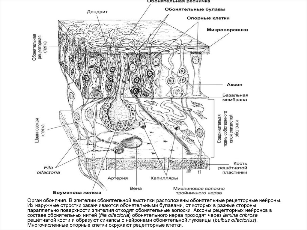 Схема строения обонятельного эпителия