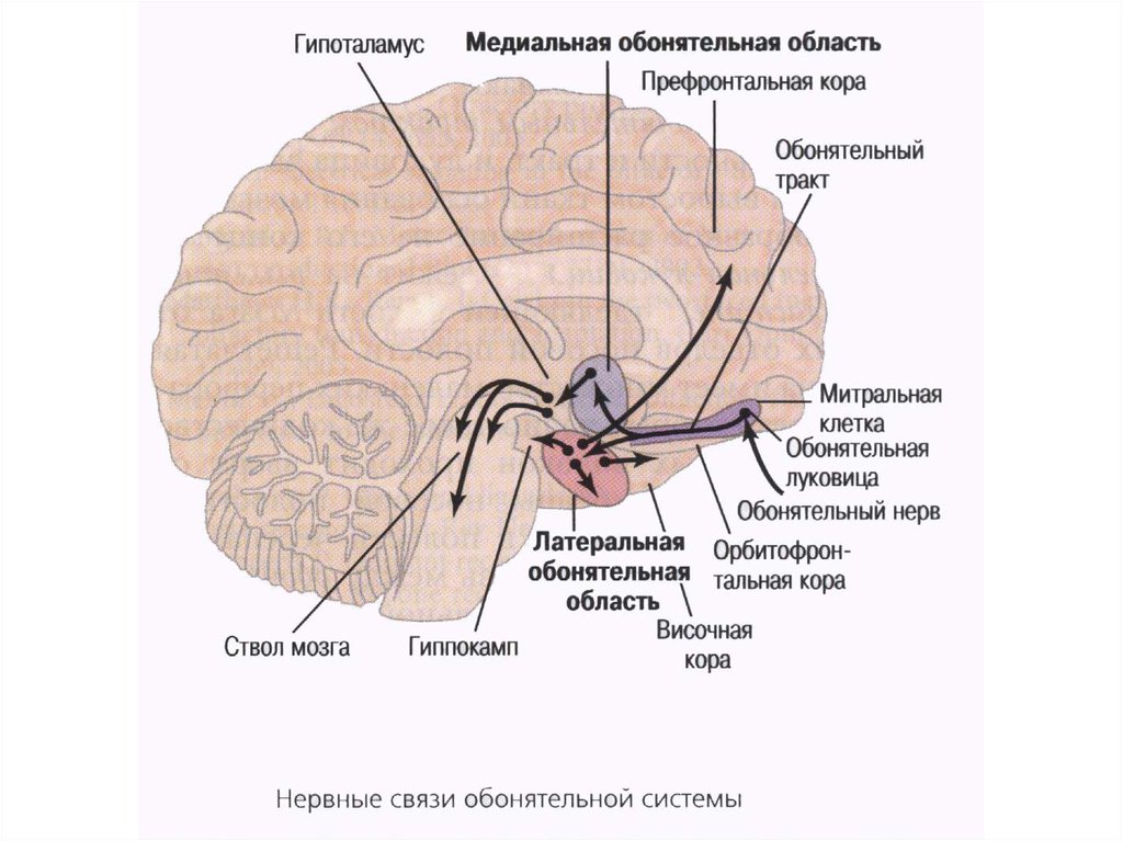 Обонятельные зоны мозга. Обонятельный мозг анатомия Центральный отдел. Обонятельный анализатор отдел головного мозга. Обонятельный мозг Центральный и периферический отделы. Топография обонятельного мозга.