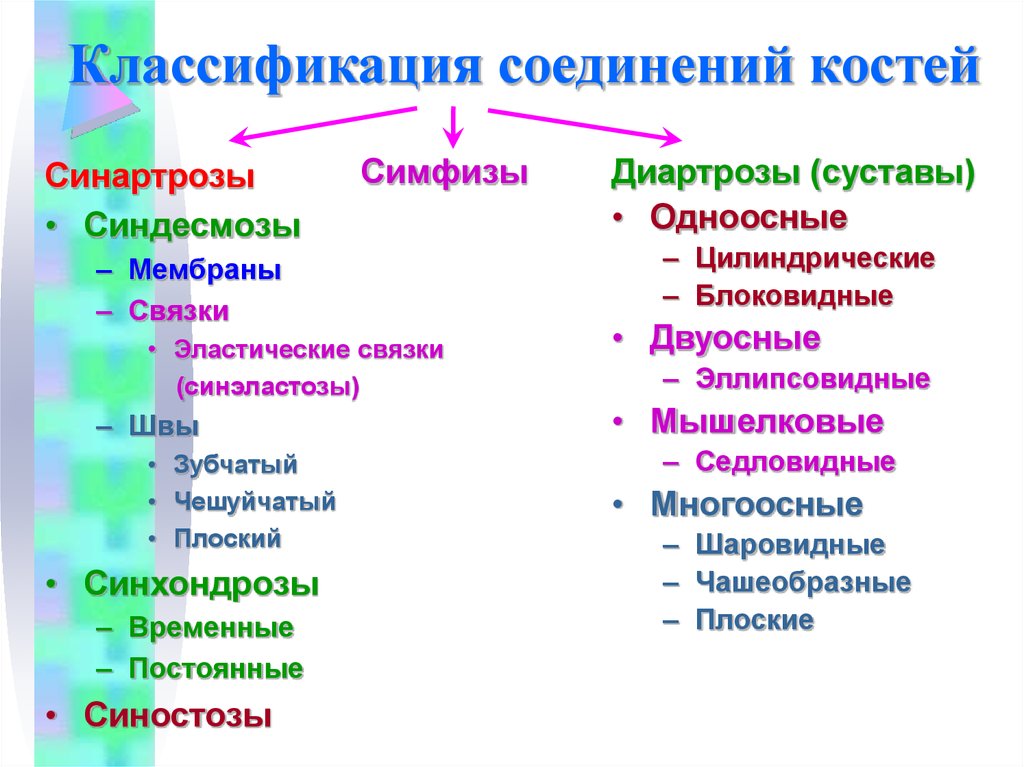 Запишите классификацию. Общая классификация соединений костей. Классификация соединений костей скелета. Классификация соединения костей анатомия. Соединение костей человека .классификация. Характеристика.