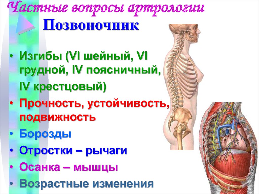 Артрология анатомия презентация