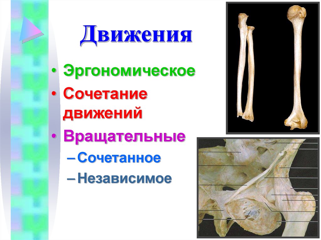 Про кости. Кости для презентации. Наука о соединении костей. Артрология заболевания.