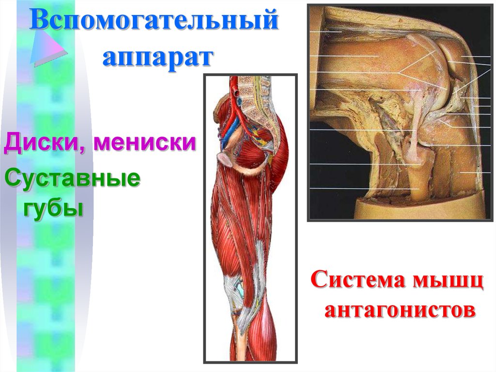 Артрология анатомия презентация