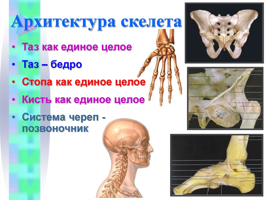 Артрология анатомия презентация