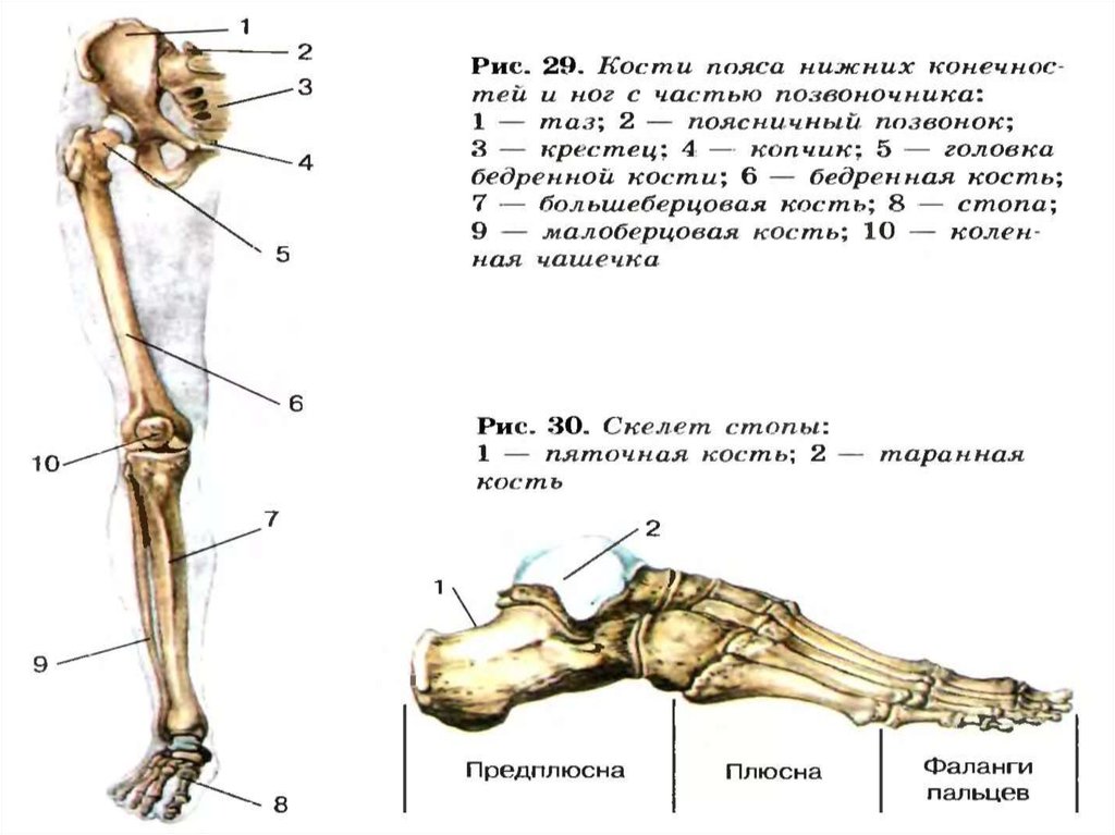 Скелет нижней конечности человека рисунок