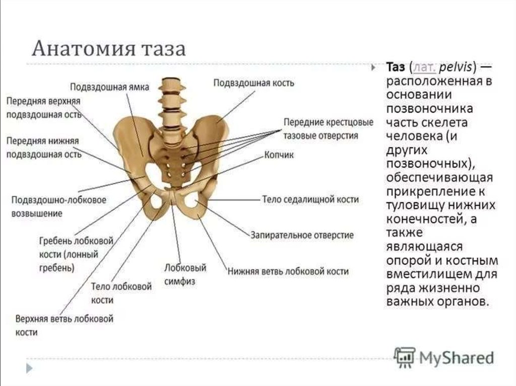 Подвздошная кость тазовой кости. Таз анатомия строение седалищная кость. Анатомические структуры тазовой кости. Таз женщины анатомия строение и функции.