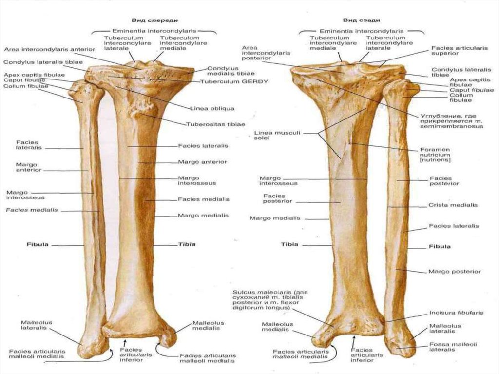 Большеберцовая кость анатомия. Кости голени малоберцовая кость. Голень малоберцовая кость анатомия. Кости голени строение. Кости голени анатомия строение.