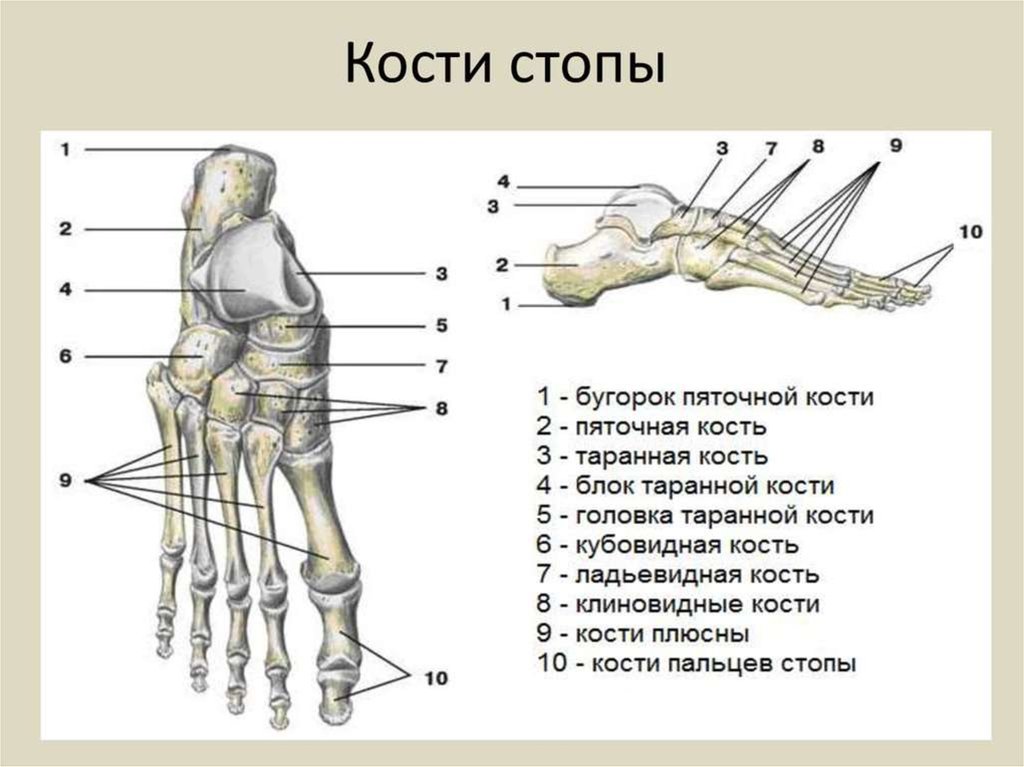 Кости стопы человека анатомия. Анатомия стопы кости с названиями. Кости плюсны и предплюсны стопы анатомия. Стопа анатомия строение кости.