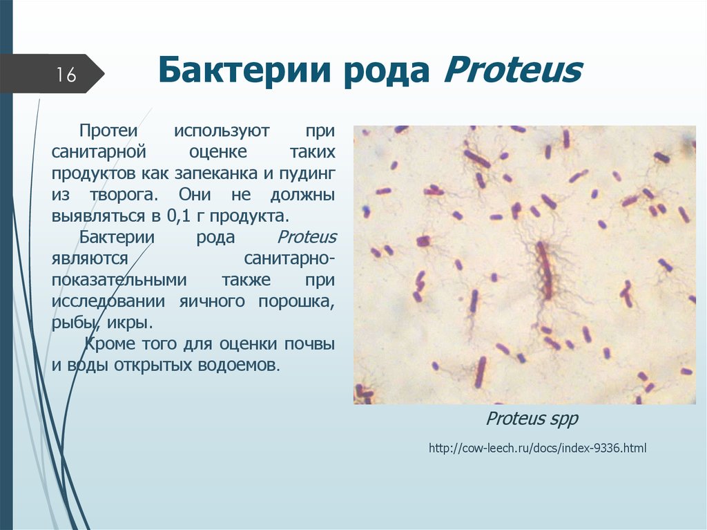 Роды бактерий. Бактерии рода Протеус мирабилис. Бактерии рода Proteus (Протей). Протеус вульгарис микробиология.