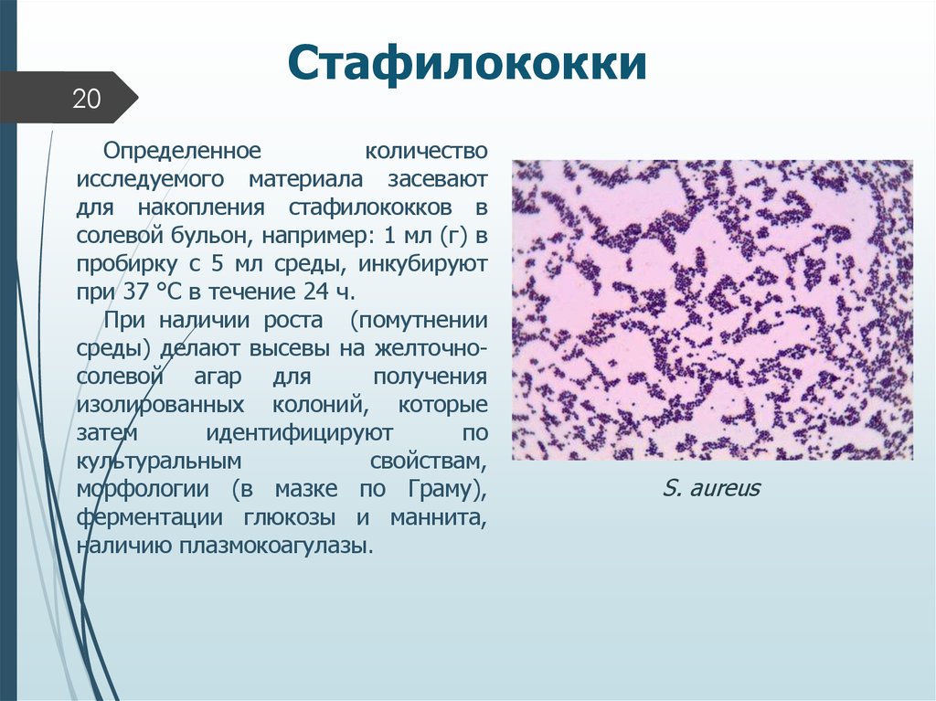 1 staphylococcus aureus. Эпидермальный стафилококк микроскопия. Стафилококк презентация. Бактерии виды стафилококки. Стафилококки это определение.