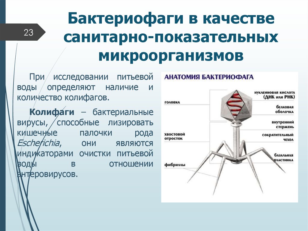 Бактериофаги в качестве санитарно-показательных микроорганизмов
