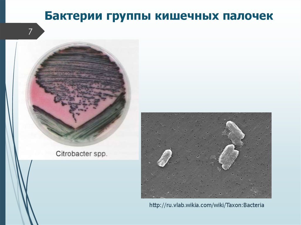 Бактерии группы кишечных палочек