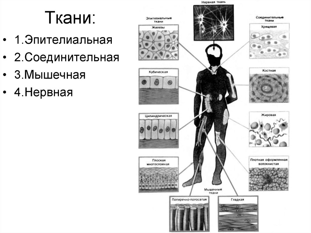 Ткань 1 соединительная. Биологических тканей человеческого организма. Ткани человека. Виды тканей человека. Основные типы тканей в организме человека.