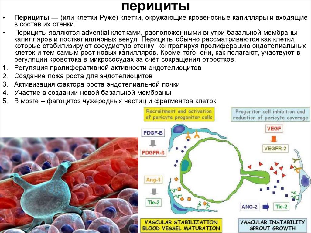 Входящий в состав клеточных. Ядро перицита гистология. Функция перицитов в капиллярах. Перициты капилляров гистология. Перициты строение и функции.