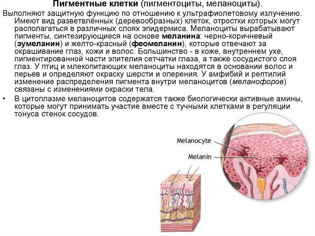 В каком слое кожи синтезируется пигмент меланин. Пигментные клетки находятся в эпидермисе. Пигментные клетки функции. Меланоциты располагаются в слое. Пигментные клетки строение.