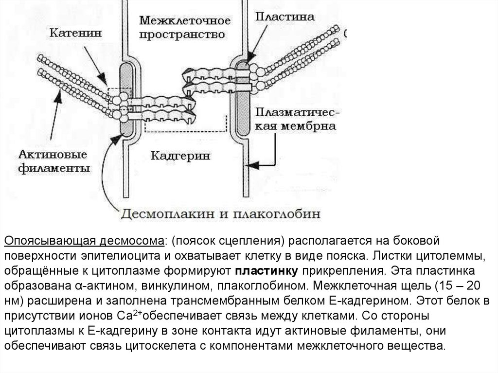 Пластинка прикрепления