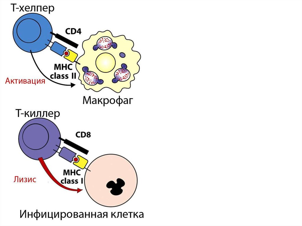 Астро хелпер. Cd4+ т-хелперы. Т хелперы функции иммунология. Т хелперы 2 иммунология. Т киллеры cd4 т хелперы cd8.