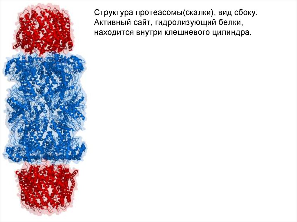 Белок находится внутри