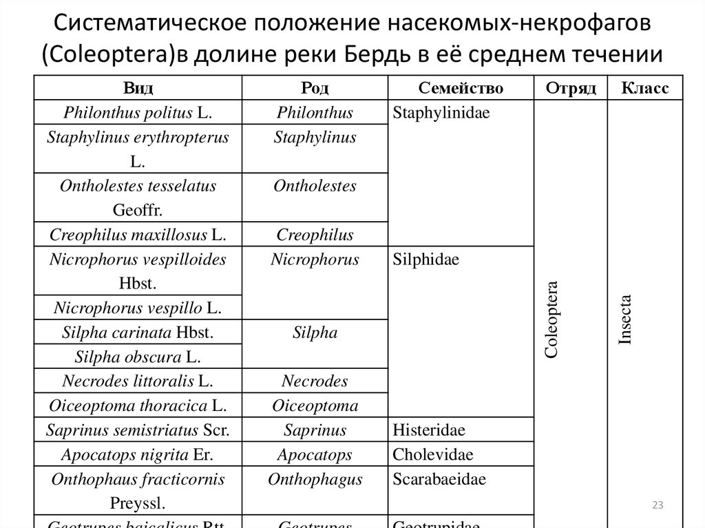 Систематическое положение насекомых-некрофагов (Coleoptera)в долине реки Бердь в её среднем течении