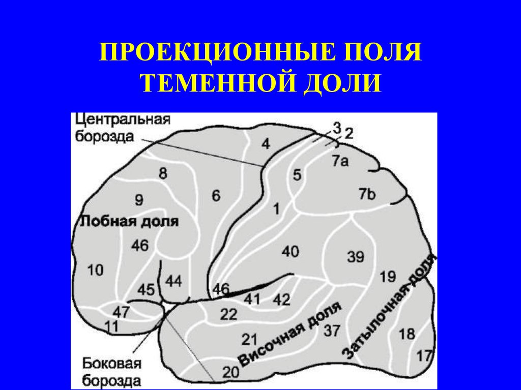 Теменная зона коры мозга. Проекционные области коры головного мозга. Проекционные и ассоциативные зоны коры головного мозга. Поля Бродмана в лобной доле.