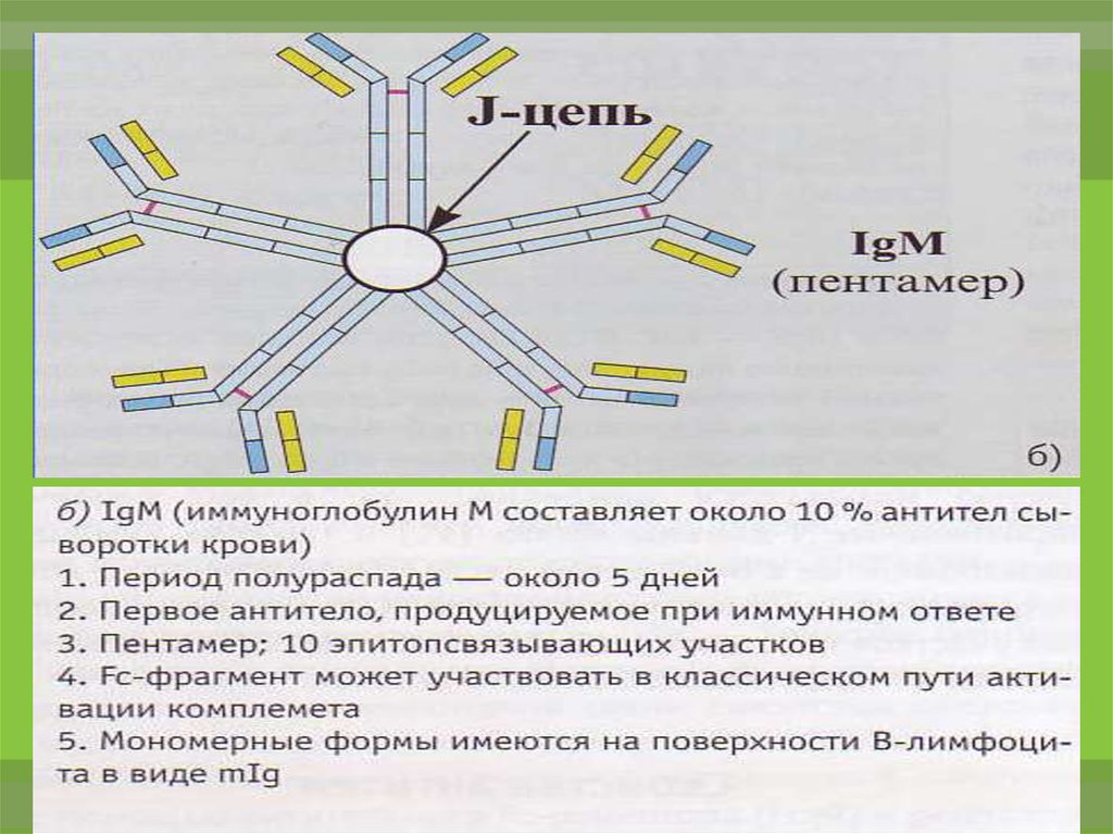 Чем отличаются иммуноглобулины. Пентамер иммуноглобулин. IGM строение иммуноглобулина. Цепи иммуноглобулинов. IGM пентамер.