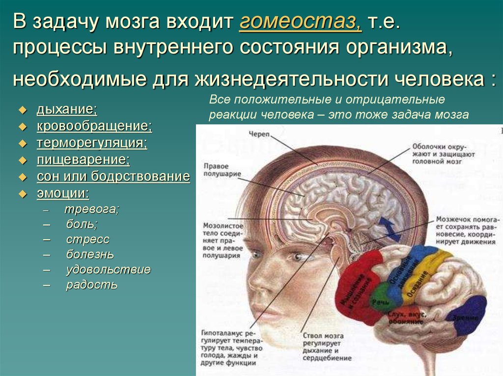 Центр поддержания равновесия в каком отделе мозга. Механизмы головного мозга. Поддержание гомеостаза отдел мозга. Задачи головного мозга. Нервный центр поддержания гомеостаза.