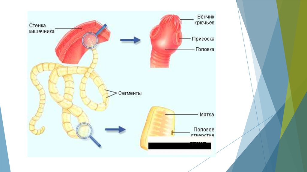 Тениаринхоз клиническая картина