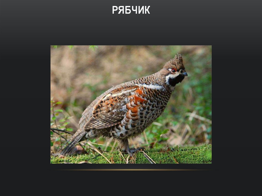 Рябчик по составу. Рябчик в Забайкалье. Рябчик вес. Слово рябчик. Представители пернатого царства рябчик.