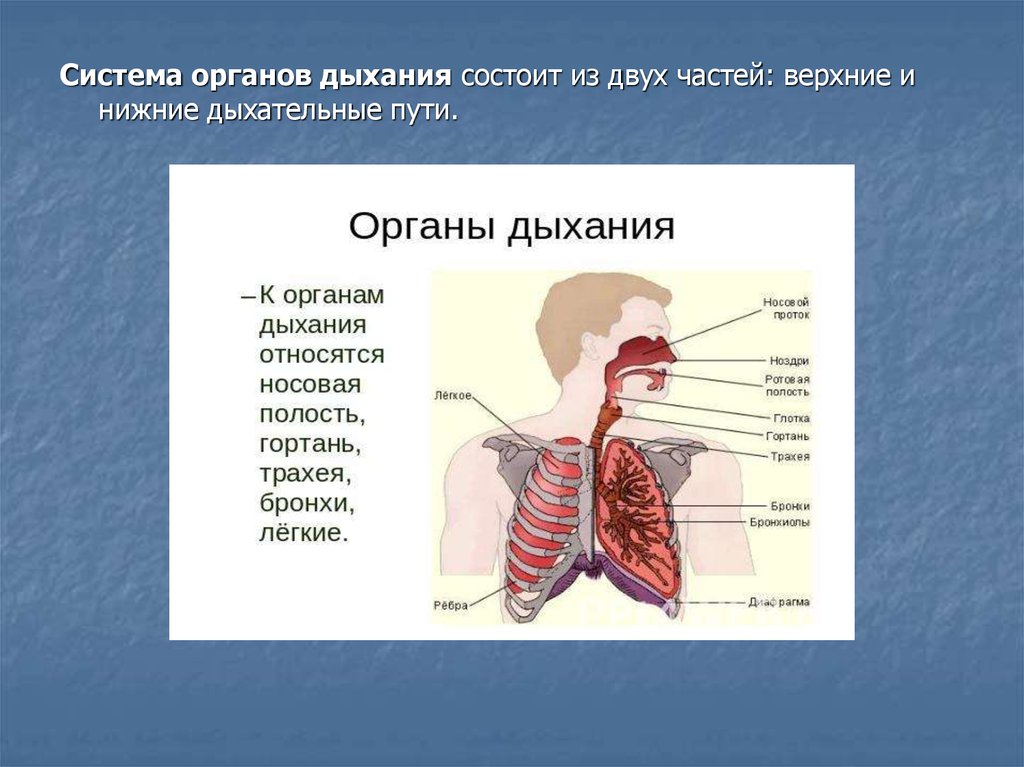 Нижние и верхние пути дыхания