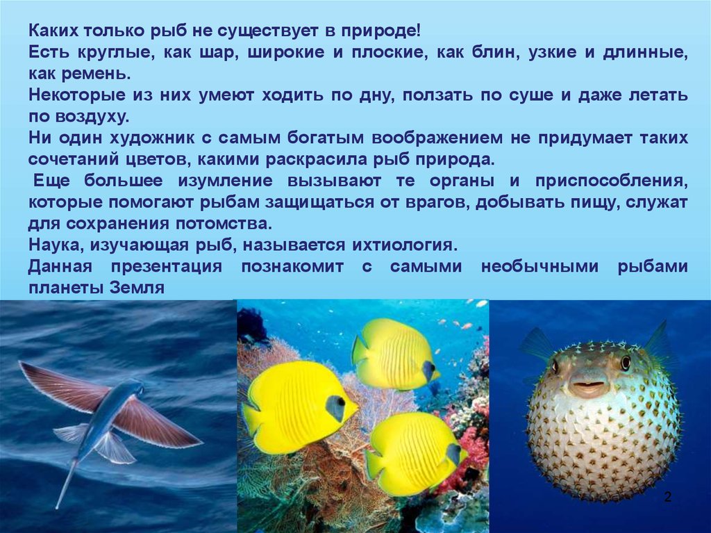 Какая биология изучает рыб. Ихтиология презентация. Ихтиология это наука о. Ихтиология это наука о рыбах.