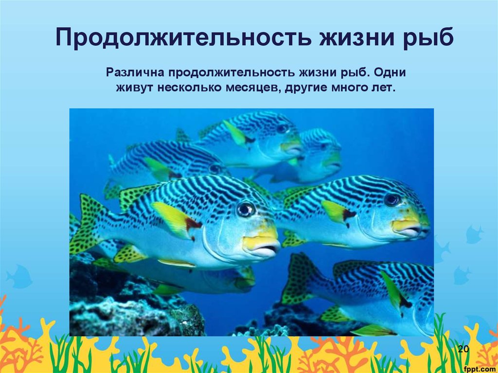 Рыбы долго живут. Продолжительность жизни рыбок. Срок жизни рыб. Сколько живут рыбы. Годы жизни рыб.