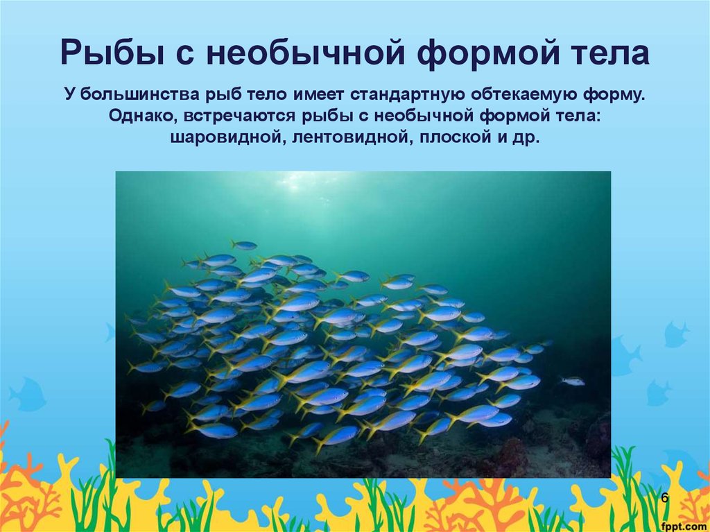 Какое значение имеет тело рыбы в воде. Форма тела рыб. Форма тела большинства рыб.. Лентовидная форма тела рыб. Формы тела рыб шаровидный.