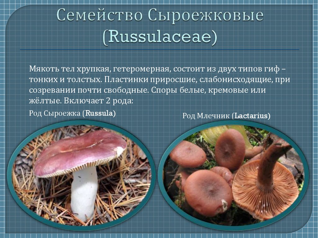 Несъедобные млечники фото и описание