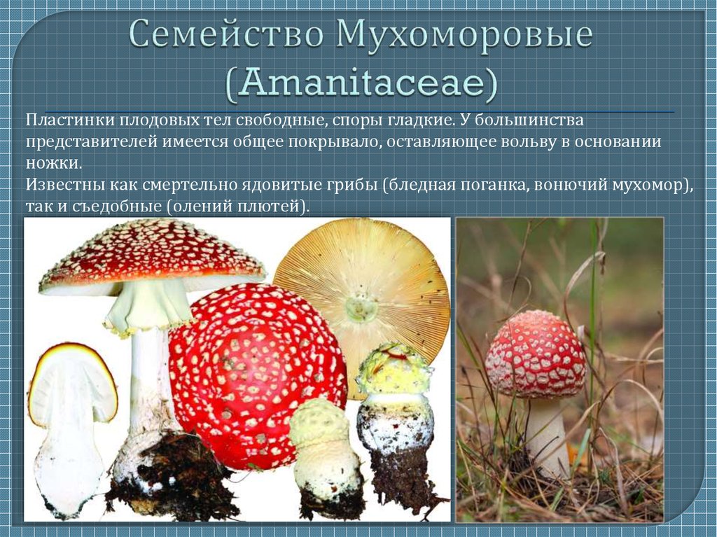 Семейство Мухоморовые (Amanitaceae)