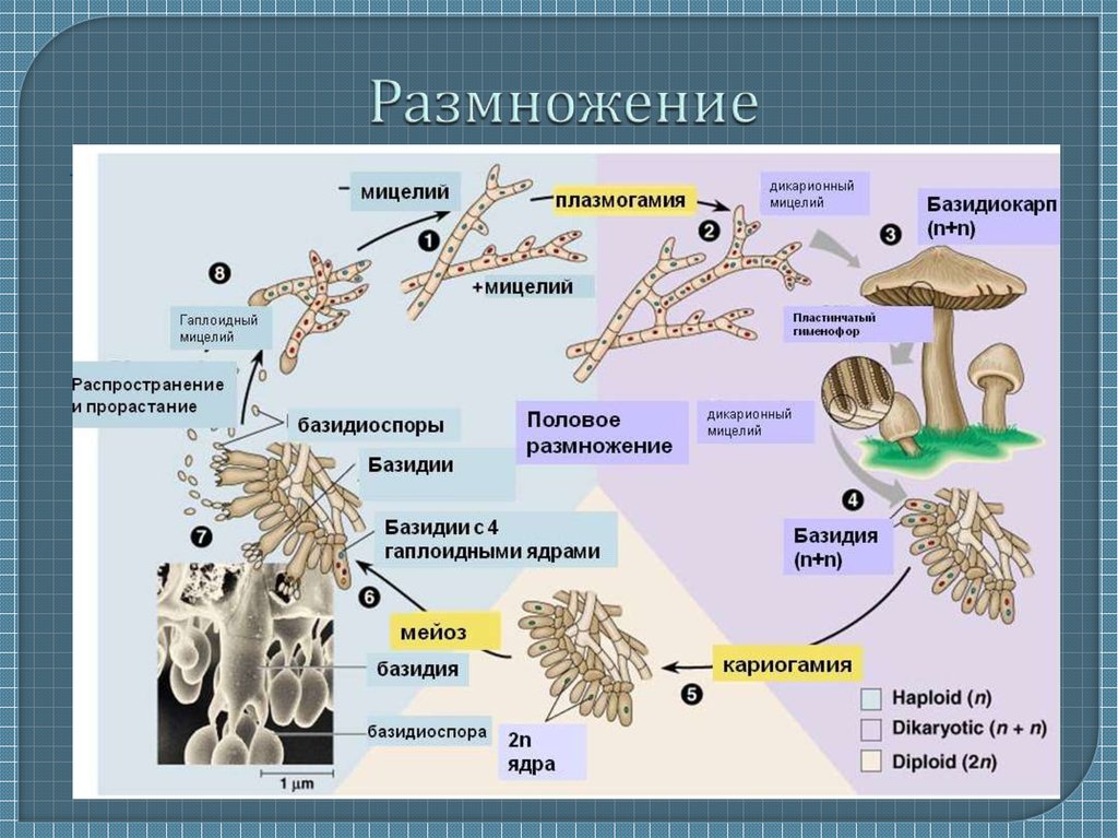 Размножение