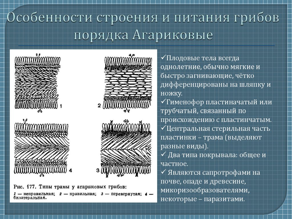 Трубчатая структура