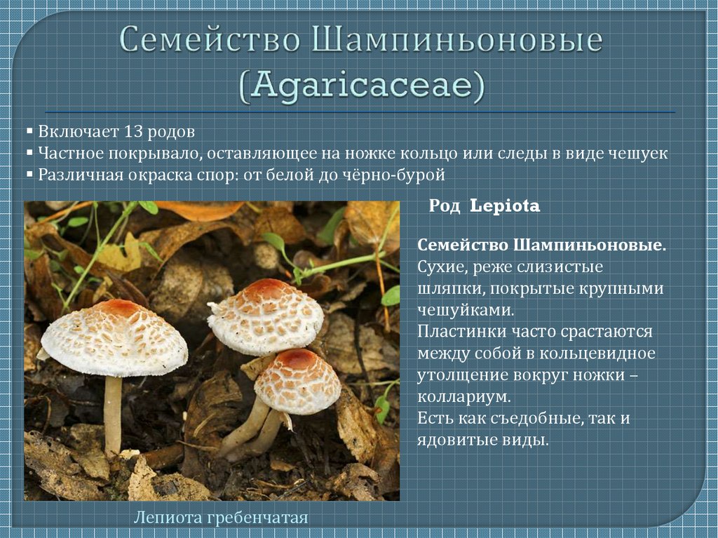 Семейство Шампиньоновые (Agaricaceae)