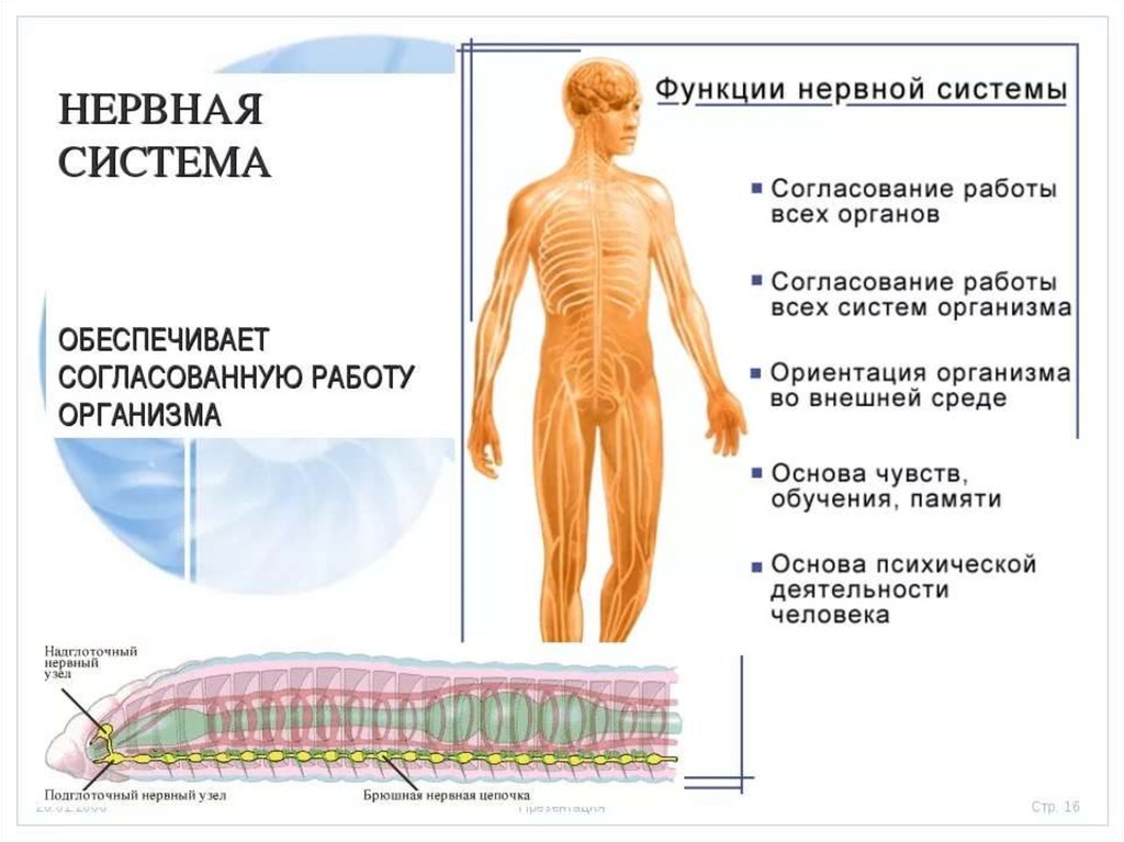 Презентация значение нервной системы строение нервной системы