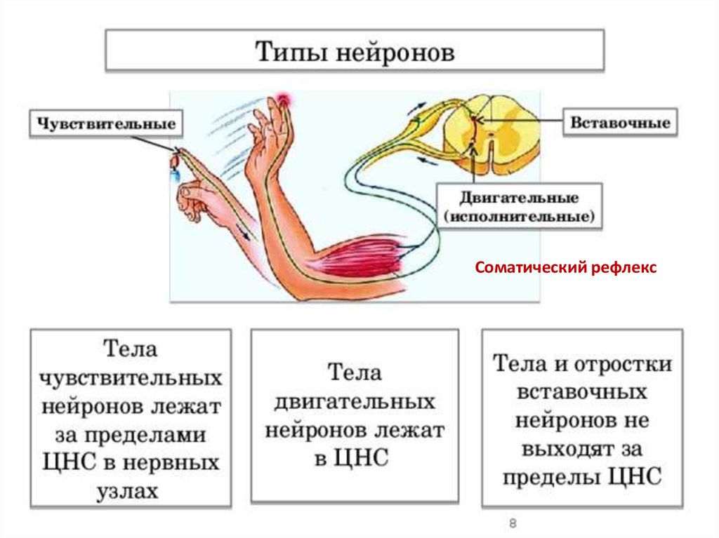 1 чувствительный нейрон. Строение чувствительного нейрона. Типы нейрона двигательный и вставочный. Отростки чувствительных нейронов. Отростки двигательных нейронов.