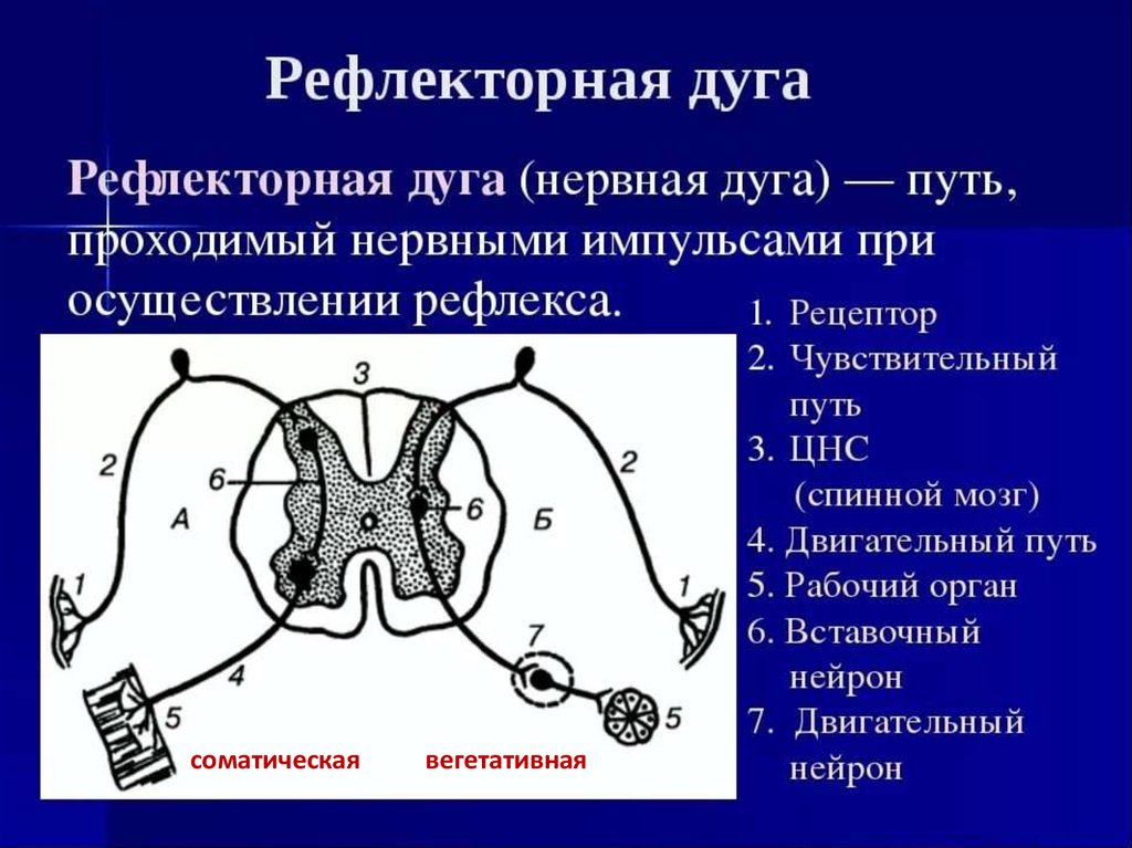Какой цифрой на рисунке обозначен участок спинного мозга в котором расположен вставочный нейрон