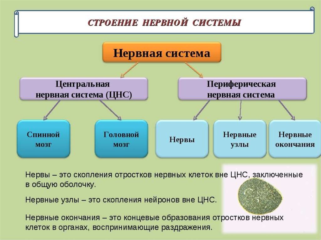 Схема периферической нервной системы человека