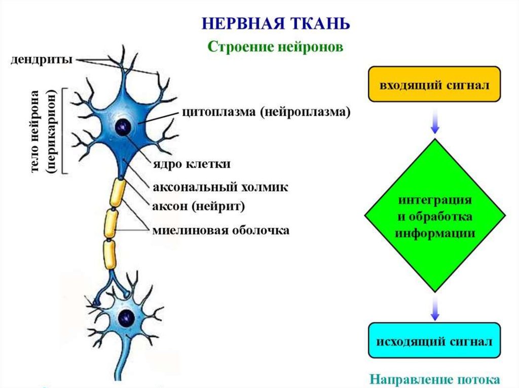 План строения нервной ткани