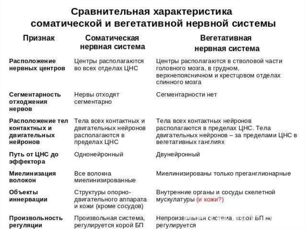 Сравните соматический и вегетативный отделы нервной