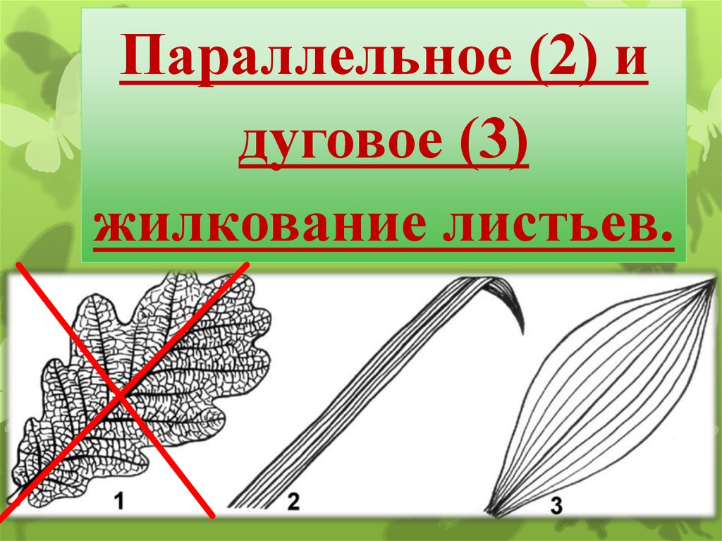 Жилкование двудольных растений. Тип жилкования листа однодольных. Параллельное и дуговое жилкование.