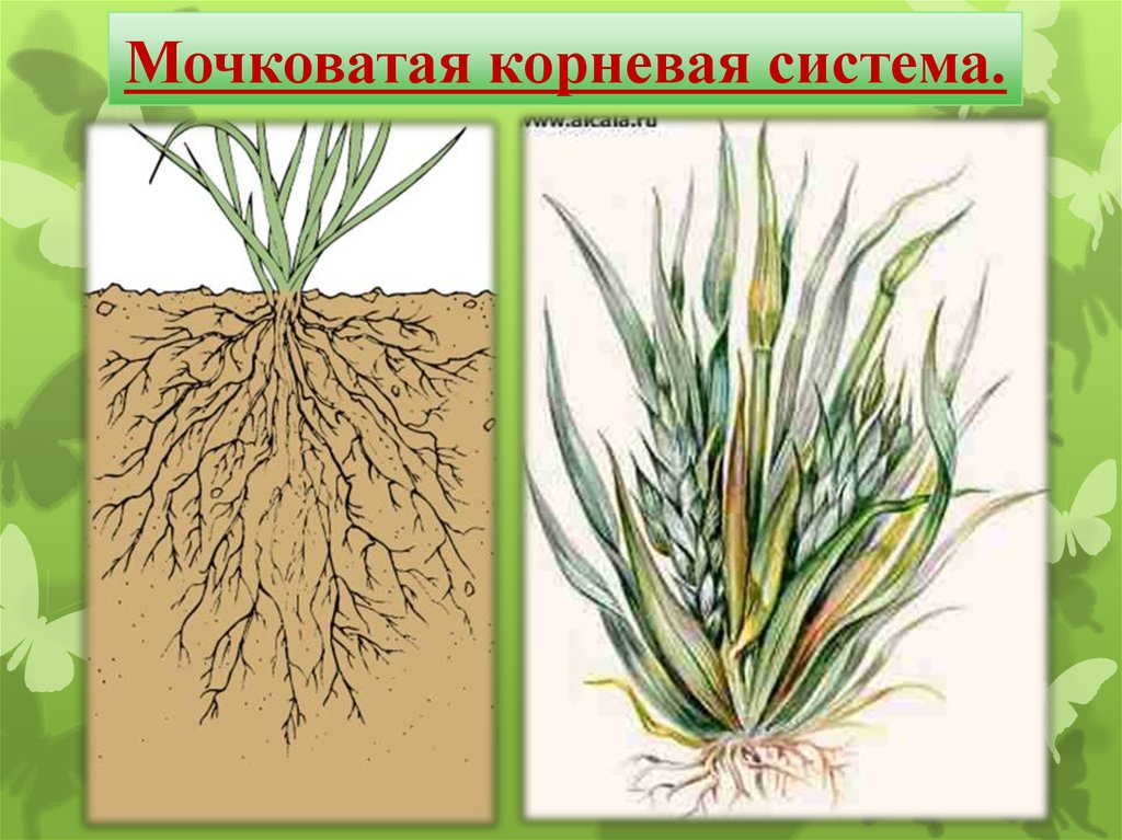 Главный корень у однодольных. Строение мочковатой корневой системы. Мочковатая корневая система пшеницы. Растения с мочковатой системой.